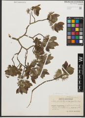 Foto von Salix starkeana Willd.